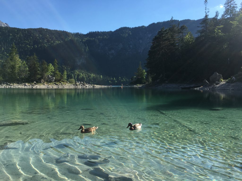 Enten Eibsee